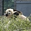 2008guanwanxian