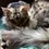 talbott_chris