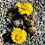 tricreative